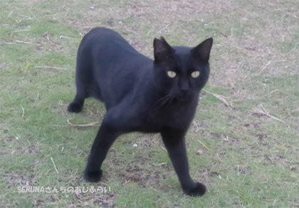 20211007_清水_ドリプラ周辺の猫_021
