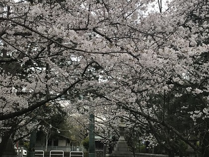 20220328_焼津神社の桜と刀_003
