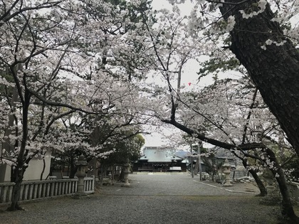 20220328_焼津神社の桜と刀_002