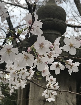 20220328_焼津神社の桜と刀_004