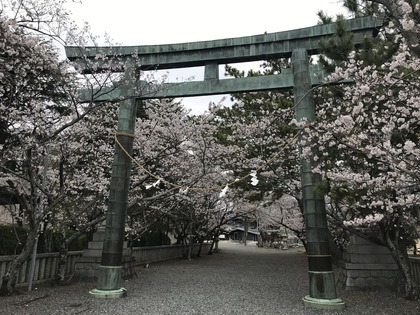 20220328_焼津神社の桜と刀_001