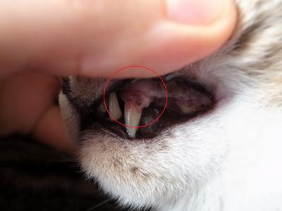 ミミ左犬歯