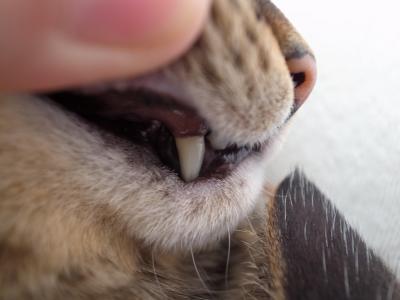 ココ右犬歯