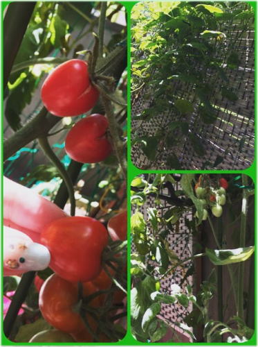 ベランダ菜園トマト