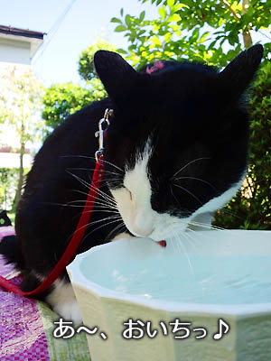 仙台のセレブ猫、冷水にご満悦