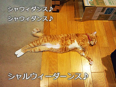 仙台の猫・ゆず丸さん