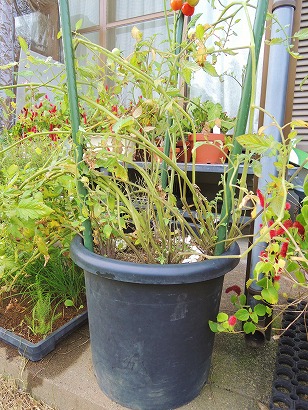 ミニトマト　トマトベリーガーデン　鉢植え