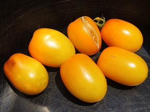 ミニトマト　イエローアイコ　初収穫