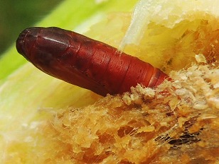 トウモロコシ　アワノメイガ幼虫のサナギ