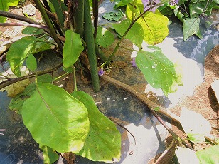 ナス　千両２号　台風で折れた茎　（１）