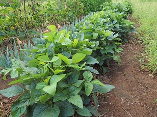 エダマメ　たのくろ豆栽培地