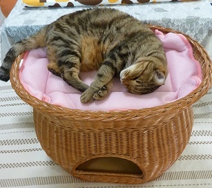 猫ベッド2