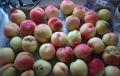 桃の収穫約４０個