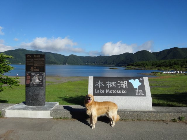 本栖湖　犬　2015-7-22 002