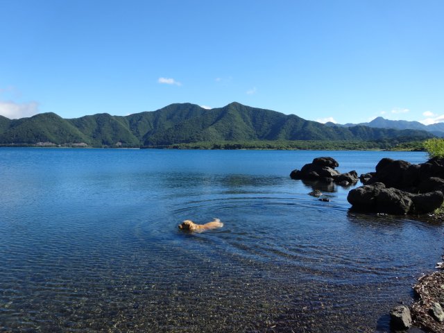 本栖湖　犬　2015-7-22 024