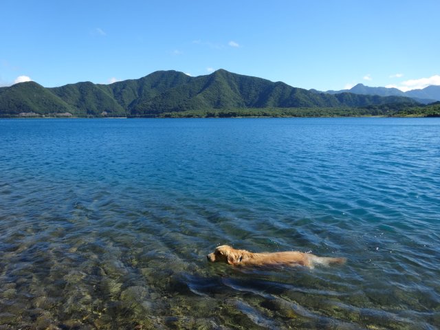 本栖湖　犬　2015-7-22 027