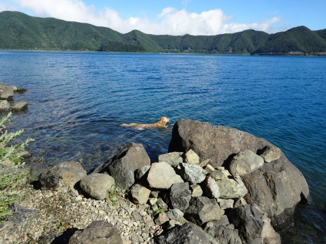 本栖湖　犬　2015-7-22 029
