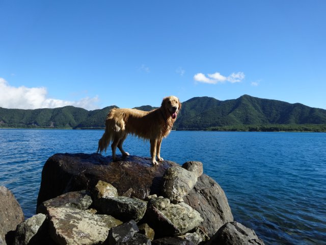 本栖湖　犬　2015-7-22 032