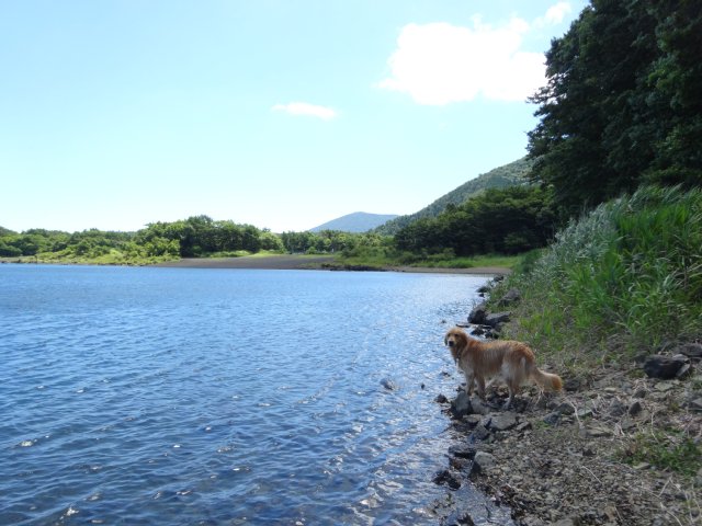 本栖湖　犬　2015-7-22 076