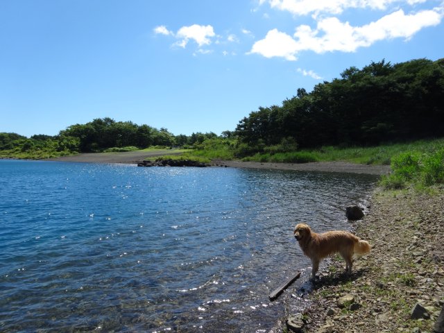 本栖湖　犬　2015-7-22 078