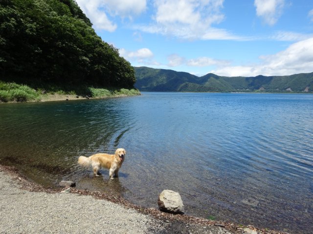 本栖湖　犬　2015-7-22 083