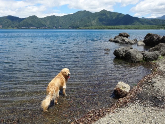 本栖湖　犬　2015-7-22 086