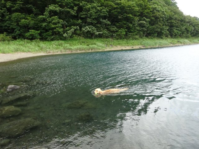 本栖湖　犬　2015-7-22 091