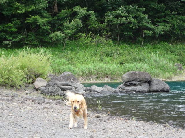本栖湖　犬　2015-7-22 102