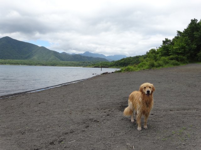本栖湖　犬　2015-7-22 104