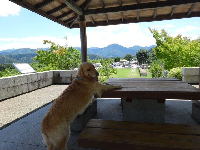 本栖湖　犬　2015-7-22 108