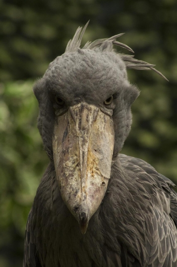 鳥類で一番クチバシが