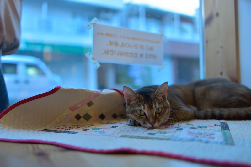猫 猫カフェ てんてん 大阪