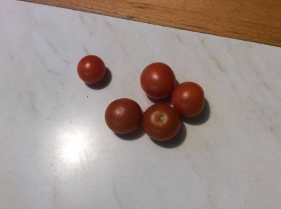 頼みもしないのに、 何を思ったのか庭のトマトを摘んできました