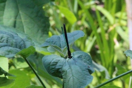 池のほとりの羽黒蜻蛉０２