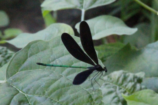 池のほとりの羽黒蜻蛉０４