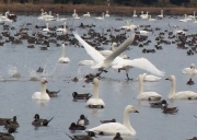 瓢湖の白鳥-4