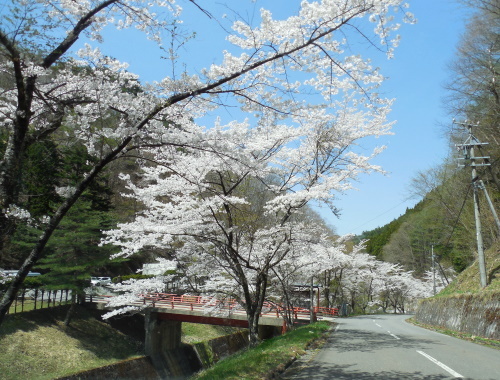 雲渓荘の桜