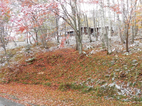 落ち葉と初雪