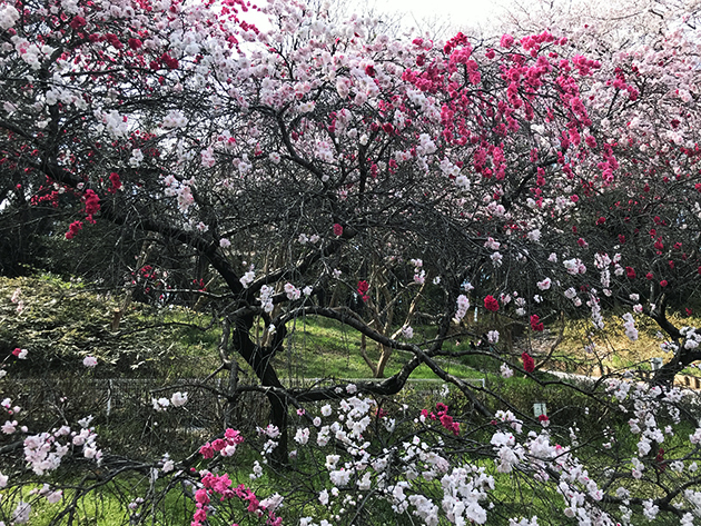 三色桜